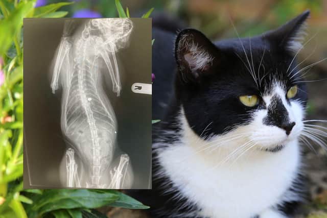 An X-ray found the pellet in Belle's body