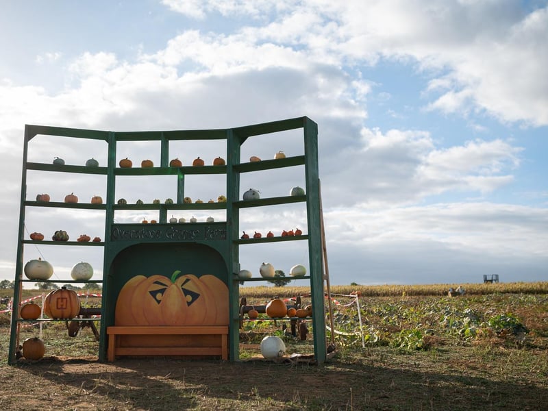 The Northampton village farm says this year's pumpkin patch is their 'biggest ever'.
The patch will be open every weekend in October and everyday from October 20 to October 29, to cover half term.
There is also a play patch and a maze for kids to enjoy.
Visit the farm's website to book tickets.