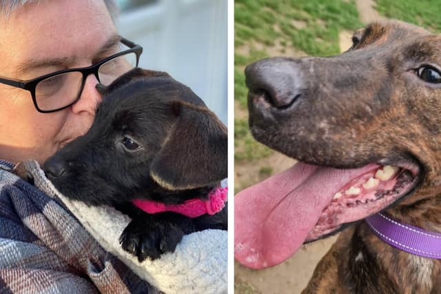 Take a look at Northants rescue dogs looking for a forever home this week