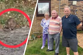 People living in Sykes Court, Corby, filmed a rat, one of a colony they say has infested their building. Pictured are residents Glenys Walstyn, Pat Martin and Bill Jenkins. Image: National World.