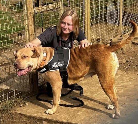 Annie said: "Meet Sadie Bumbles, also responds to bumble bum and Bumblina. She is a big beautiful cross breed only five years old. A very clever girl who knows sit, paw, wait, come and no. She loves fleecy blankets to snuggle in and toys, but treats are most definitely her favourite, she is food motivated. Bumblina needs an active experienced home, with dog savvy teenagers would be ideal. She had an awful start to life and needs to learn life can be amazing. Due to her sad past she does have boundary issues which can be easily managed."