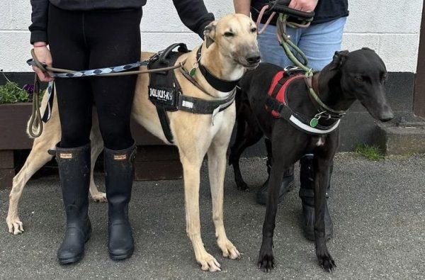 Nik Nak is a three year old fawn retired Greyhound. He would be fine to live with other dogs and older sensible children, but has a high prey drives so cannot be around small dogs, cats or rabbits. He travels well. A secure garden, comfy sofa and no small dogs/cats/rabbits needed.