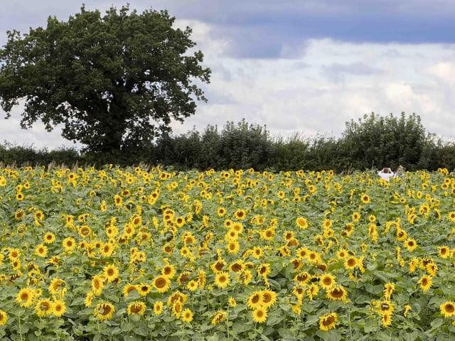 The sunflower field and maize maze is now open for family days out during the summer holidays.