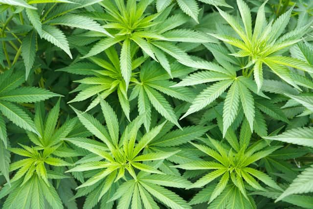 File picture of cannabis plants