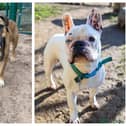 Rescues dogs in need of a forever home this week