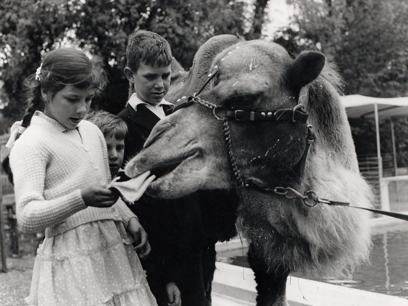 Do camels like sandwiches? Let's see!