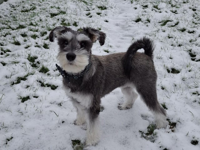 Lucy May's dog's first time in the snow. Confused? Disappointed? Happy? We can't tell, but very cute nonetheless.