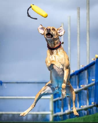 Dock Diving In Action