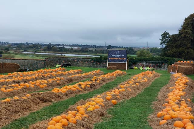 The pumpkin patch lets people choose their own to carve