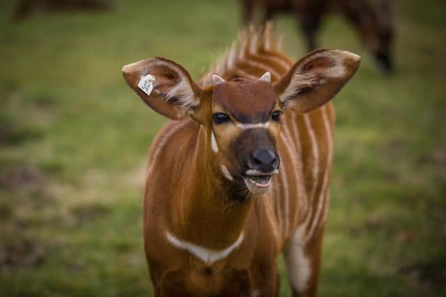 Endangered eastern mountain bongo antelope