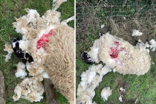 The three sheep were killed by dogs. Image: Great Oakley Estates