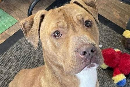 Trigger is a very loving, loyal two-year-old crossbreed. He is nervous and, as such, is always seeking attention and reassurance. He is not particularly interested in toys, but he is food-motivated. He is a quiet lad who needs a calm, experienced family to help him build confidence. In time, he will blossom into your best friend.