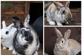 Just some of the rabbits in need of re-homing