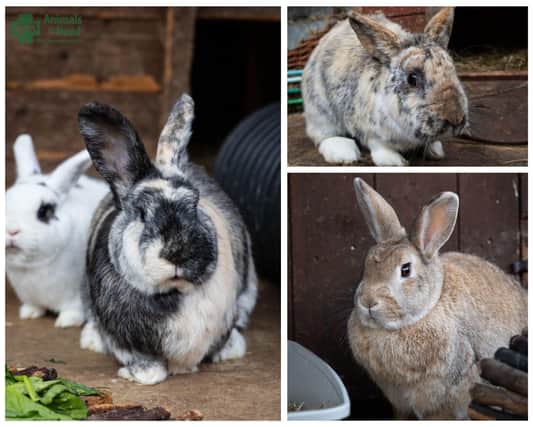 Just some of the rabbits in need of re-homing
