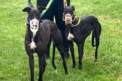Harry and Una are young retired racing greyhounds. They are wonderful and affectionate dogs who need comfortable beds to lounge on! They have not long retired and are very prey driven (hence muzzles). They are fine with larger sized dogs but not smaller animals. They can be rehomed as a pair or separately.