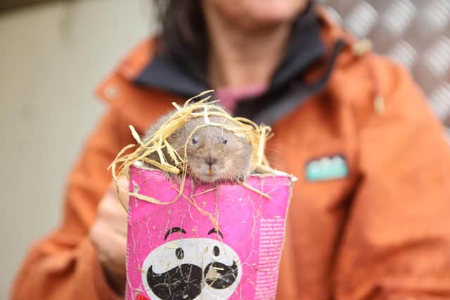 Water voles have made an historic return to Stanwick Lakes