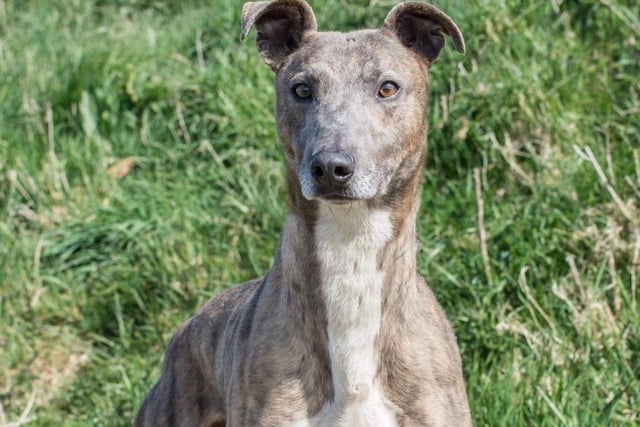 Annie said: "Markey a very sweet and laid back six year old lad who is quiet and calm. He walks perfect on a lead and stays by your side all the time. Fine with other dogs."