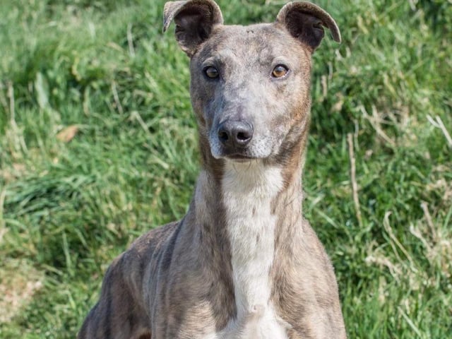 Annie said: "Markey a very sweet and laid back six year old lad who is quiet and calm. He walks perfect on a lead and stays by your side all the time. Fine with other dogs."