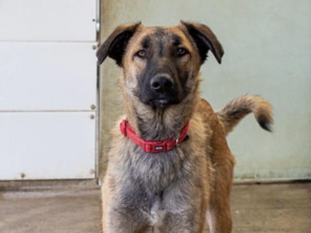 Annie said: "Boris is such a loving fun kind affectionate lad. He walks well on a lead but a harness worries him. Heās loud and lairy upon first meeting you but really heās just desperate to be loved. Only 11 months old. Heās great with other dogs but is not cat tested."