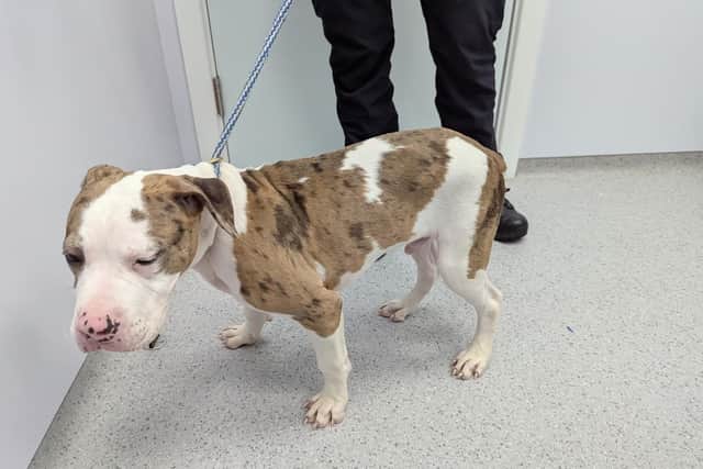 Tyson was neglected by a Northampton woman. He has been seized and is now in the care of the RSPCA.