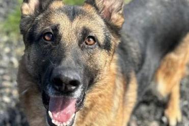 Skye is a beautiful eight year old female German Shepherd. She is very intelligent, and knows basic commands. She loves everyone and arrived at the pound with Aspen.