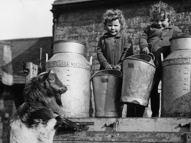 11th March 1940:  The pet goat of Rita and Jennifer Parrish jumps up to give the twins some help with the milk churns at Novelty Farm in Northamptonshire.  (Photo by Fox Photos/Getty Images)