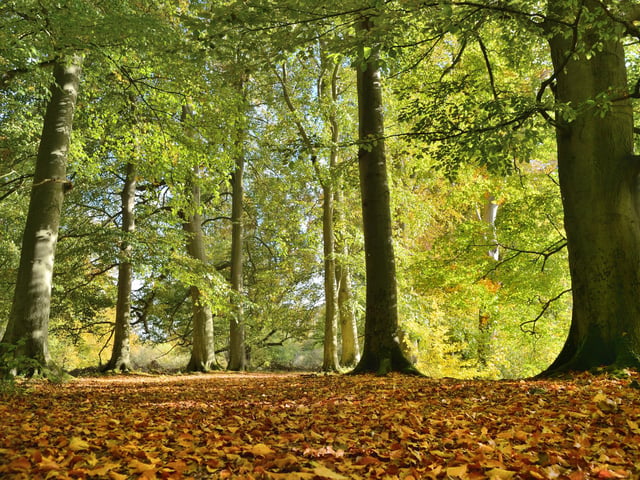 Nigel Mcalpine took this picture of East Carlton Country Park
