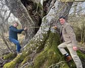 Measuring the girth of an ancient Ash tree at Top Lodge, Fineshade