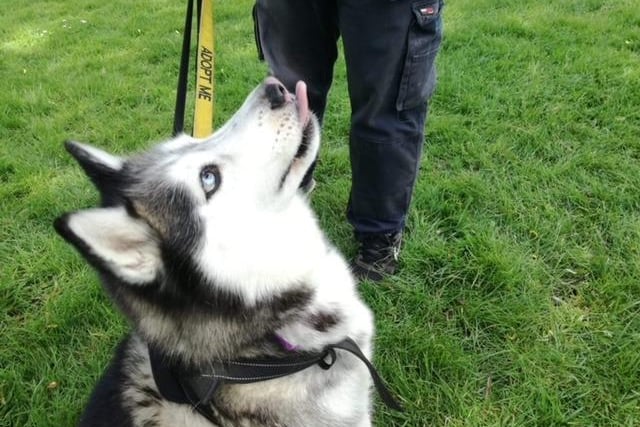 Annie said: "Akira is a stunning eight year old super happy friendly husky lady. She is house trained, fine with other dogs and knows basic commands."