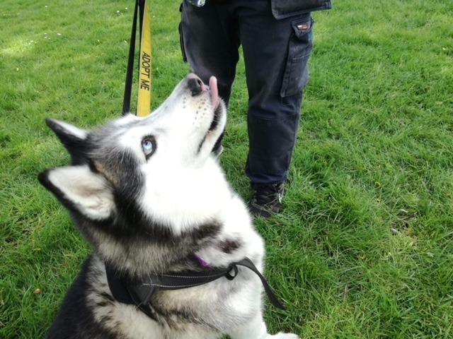 Annie said: "Akira is a stunning eight year old super happy friendly husky lady. She is house trained, fine with other dogs and knows basic commands."