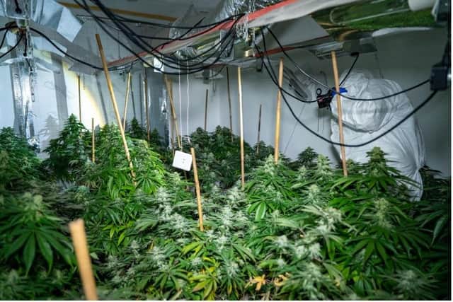 Cannabis growing in a house in Wellingborough/National World