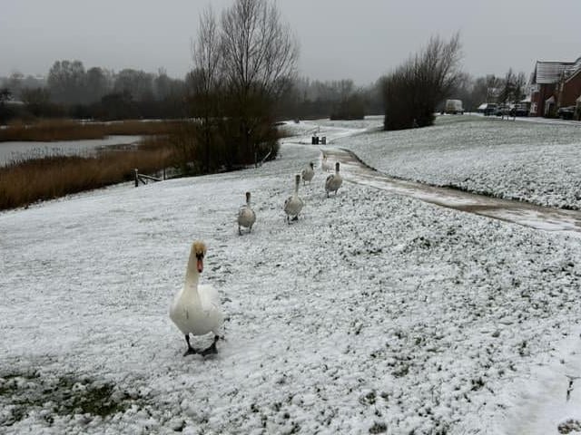 No luck catching them swans then?