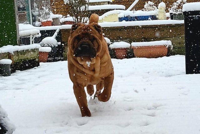 Gogg testing out the fresh back garden snow
