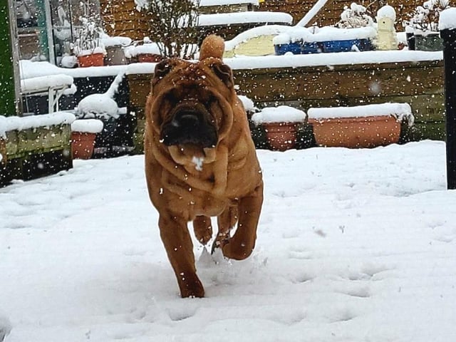 Gogg testing out the fresh back garden snow