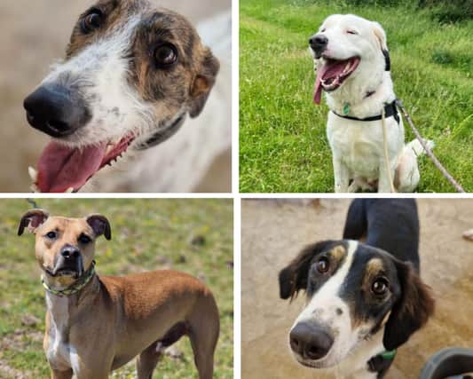Some of the dogs looking for their forever home