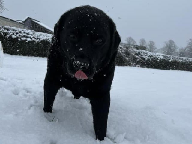 No chance of this one getting lost in the snow!