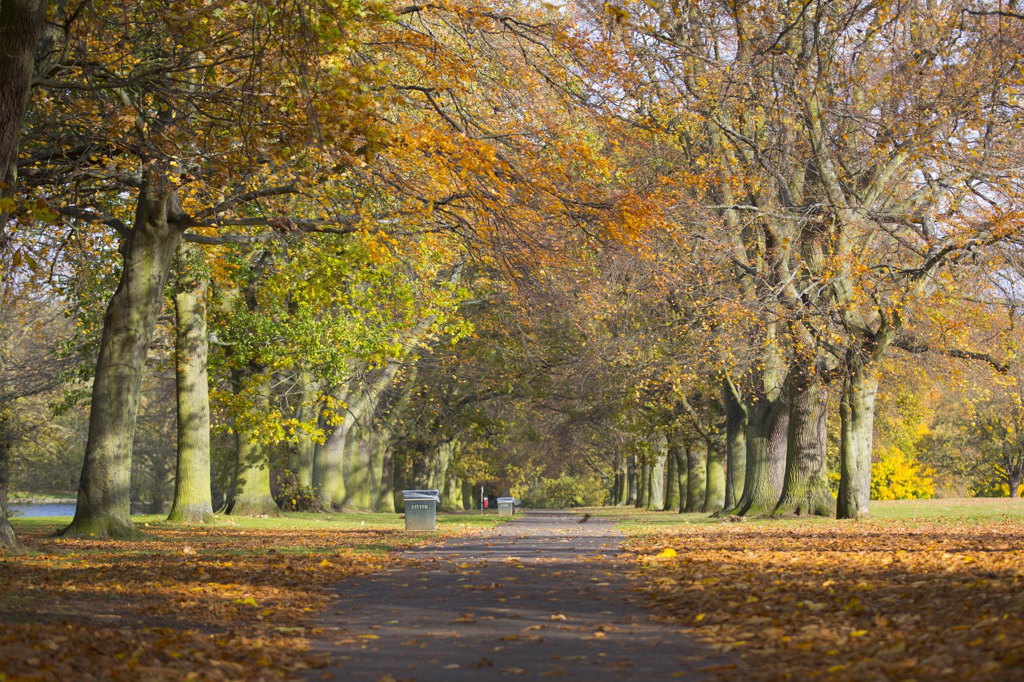 You can see a spectrum of Autumn colours at Abington Park in Northampton