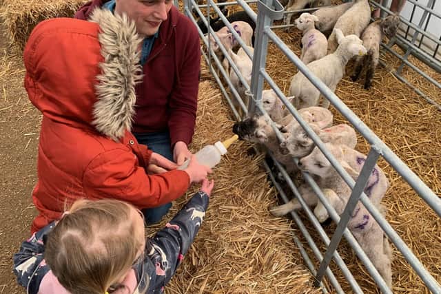 Our young reviewers bottle feeding the cade lambs at the Chester House Estate