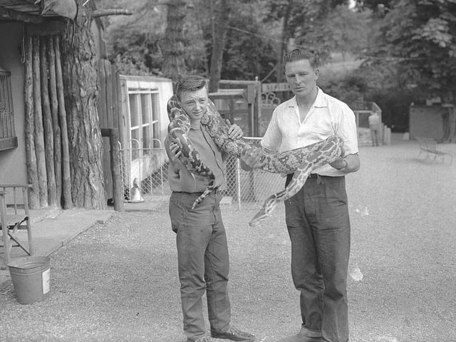 A python at Wellingborough Zoo in June 1961