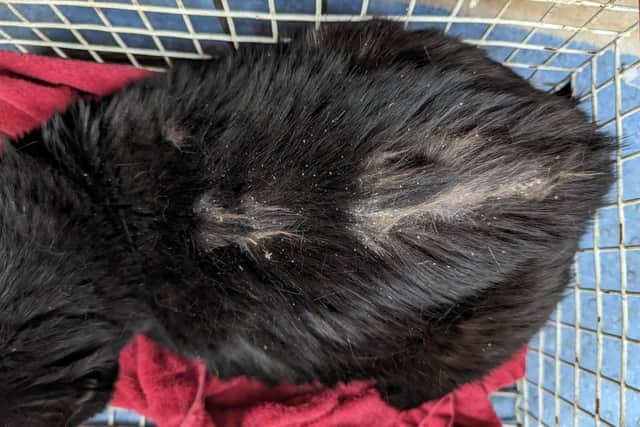 Two cats had evidence of fleas.