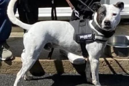 Kai is a very handsome five-year-old male Staffordshire Bull Terrier (SBT), who hasn’t had much luck so far in his life. He is a lovely little lad with lots of energy, so he will need an active family. He has previously lived with dogs but has become a bit selective about canine companions, so would probably prefer to be the only one in the home. He could not live with cats or small furries.