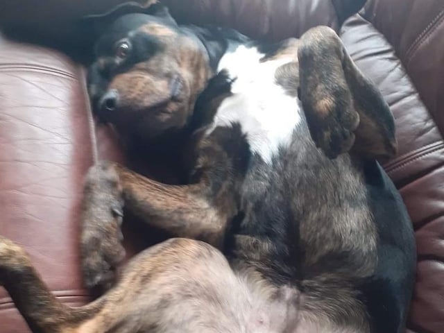 Annie said: "Buddy is a very handsome three year old rottie cross. He knows basic commands, and is great with other dogs and older sensible children."