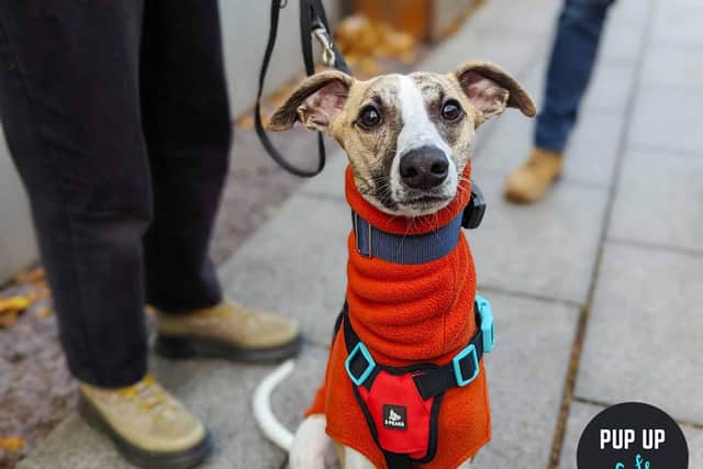 A Christmas Whippet waiting for the all breeds session!