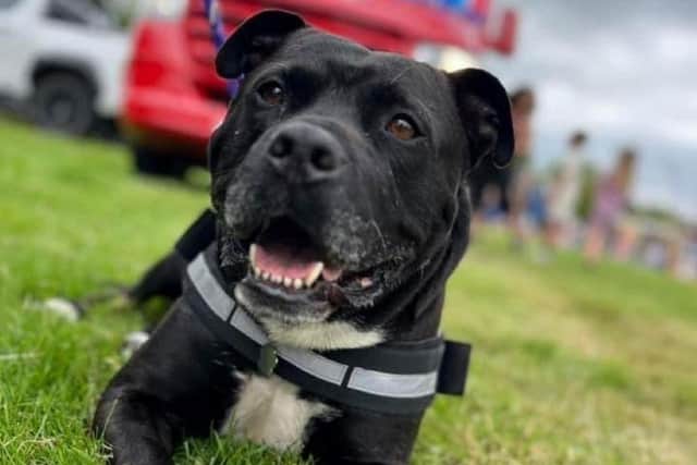 Seven-and-a-half-year-old Buster.