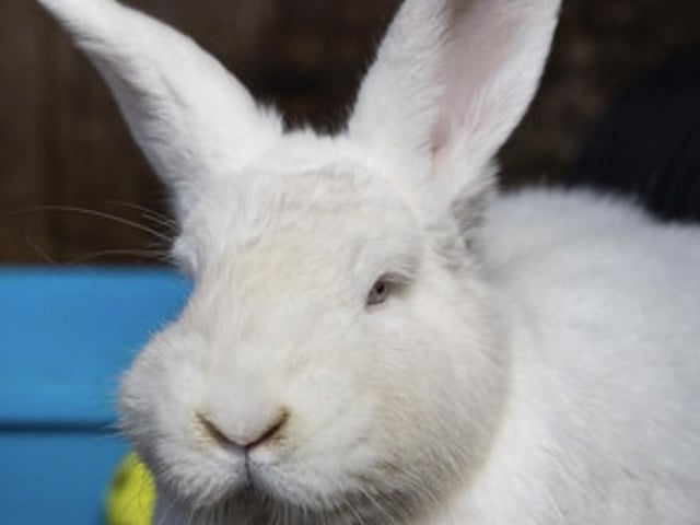A large two-year-old New Zealand White girl who rescued from awful circumstances and now needs large a quiet home with a neutered husbun.