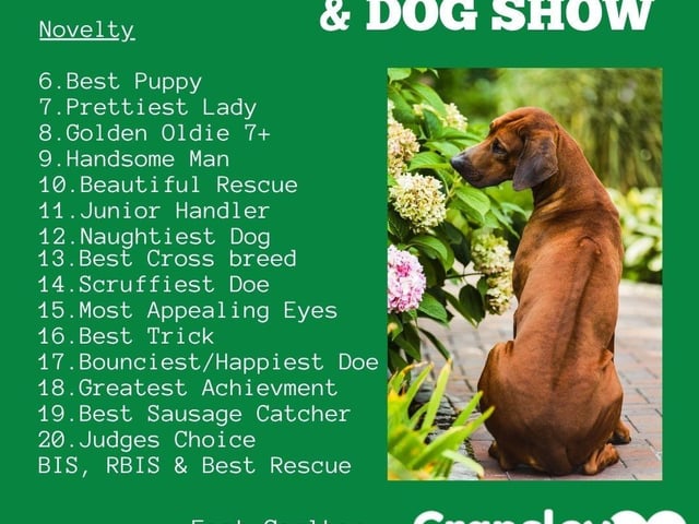 Novelty dog show