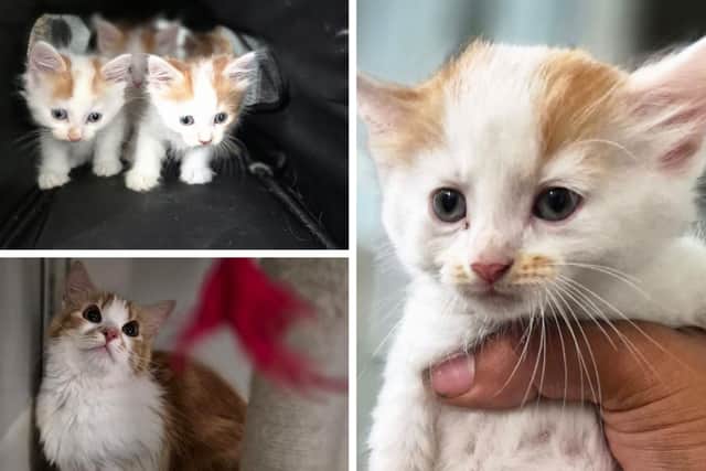 Some of the kittens abandoned in Wellingborough yesterday (Tuesday)