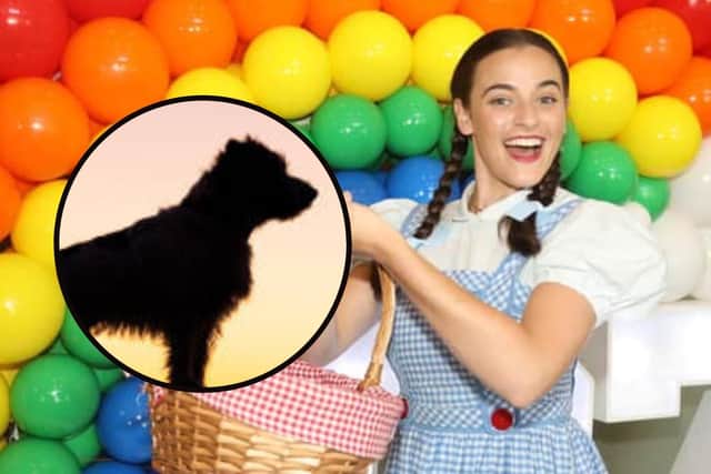 Dorothy, played by Maisie Asbury, is looking for her Toto to appear at the Lighthouse Theatre in Kettering this Christmas