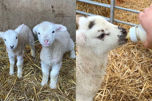 There are plenty of farms in Northamptonshire where little ones can see newborn lambs.