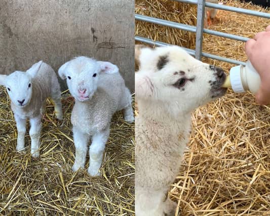 There are plenty of farms in Northamptonshire where little ones can see newborn lambs.